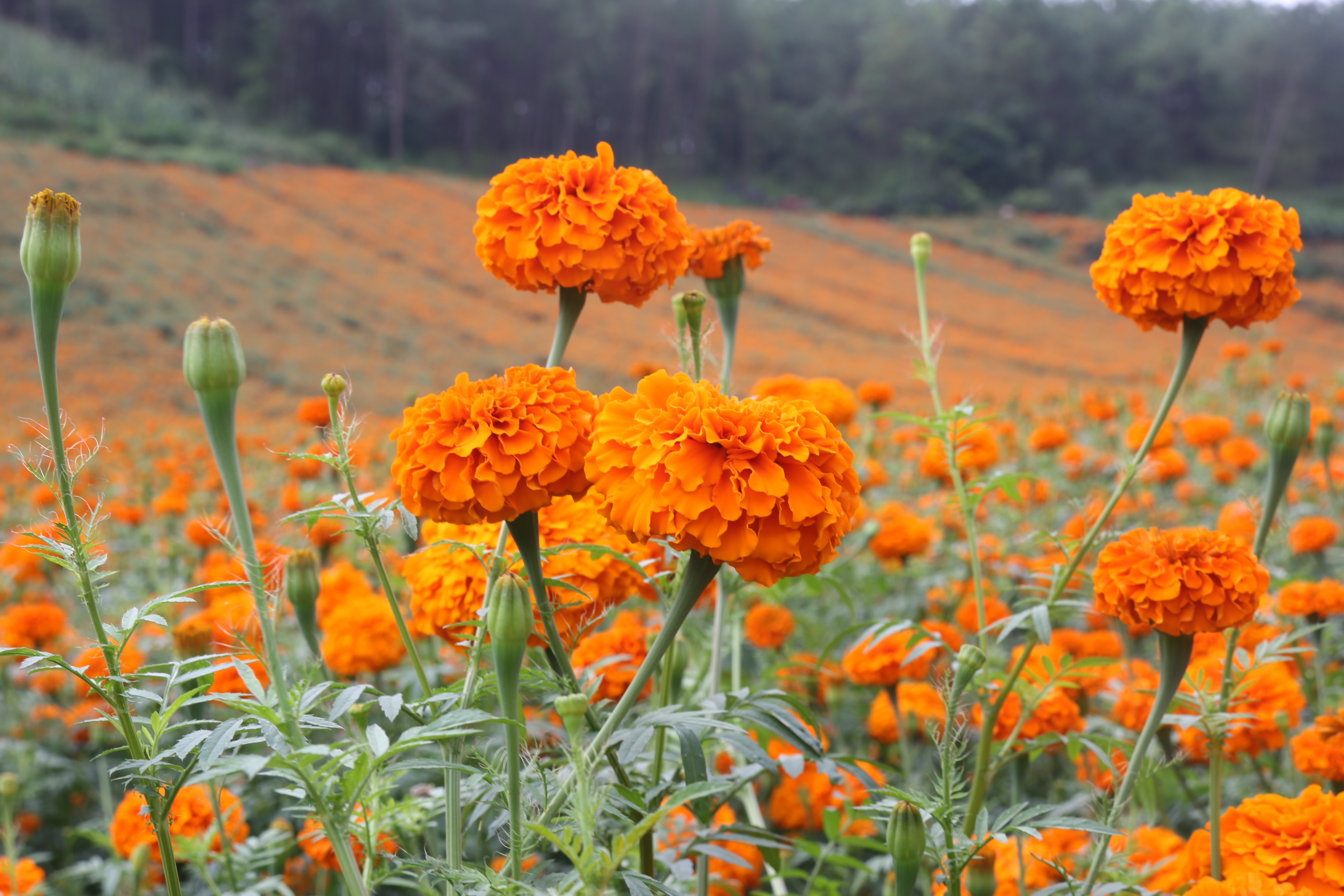 花朵特写.JPG