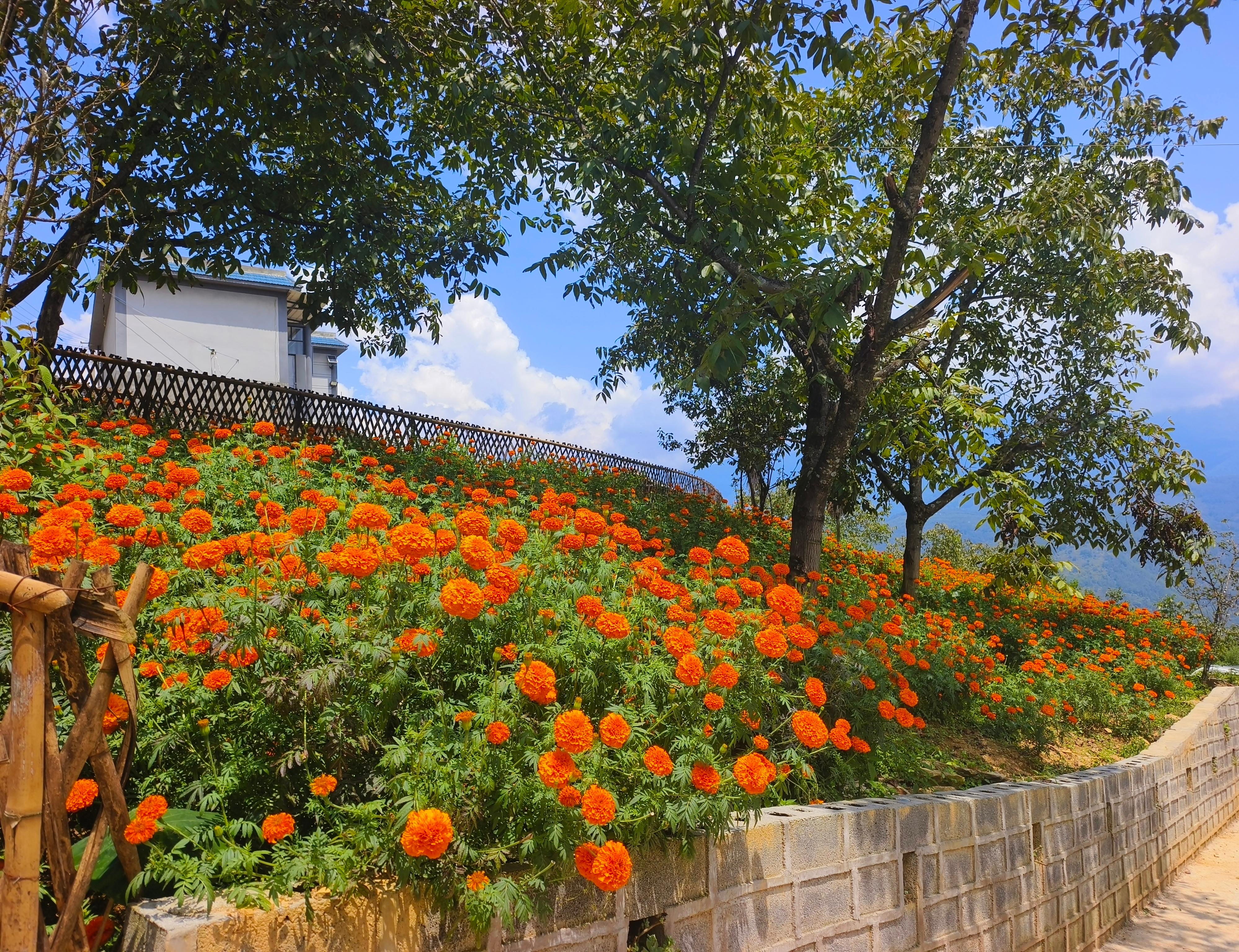 道路两侧种植万寿菊.jpg