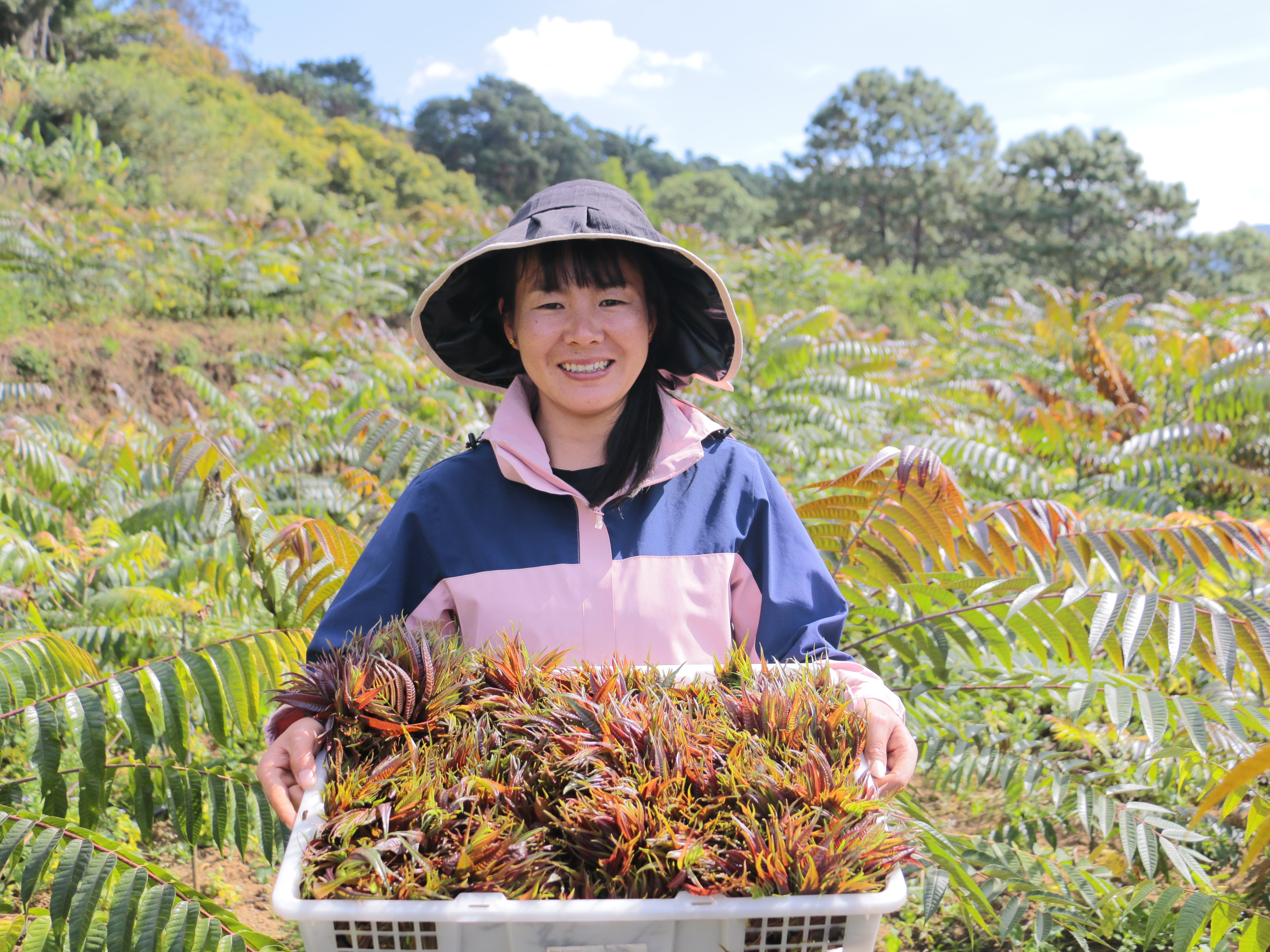 村民收获香椿（图片来源：卢颖）.JPG