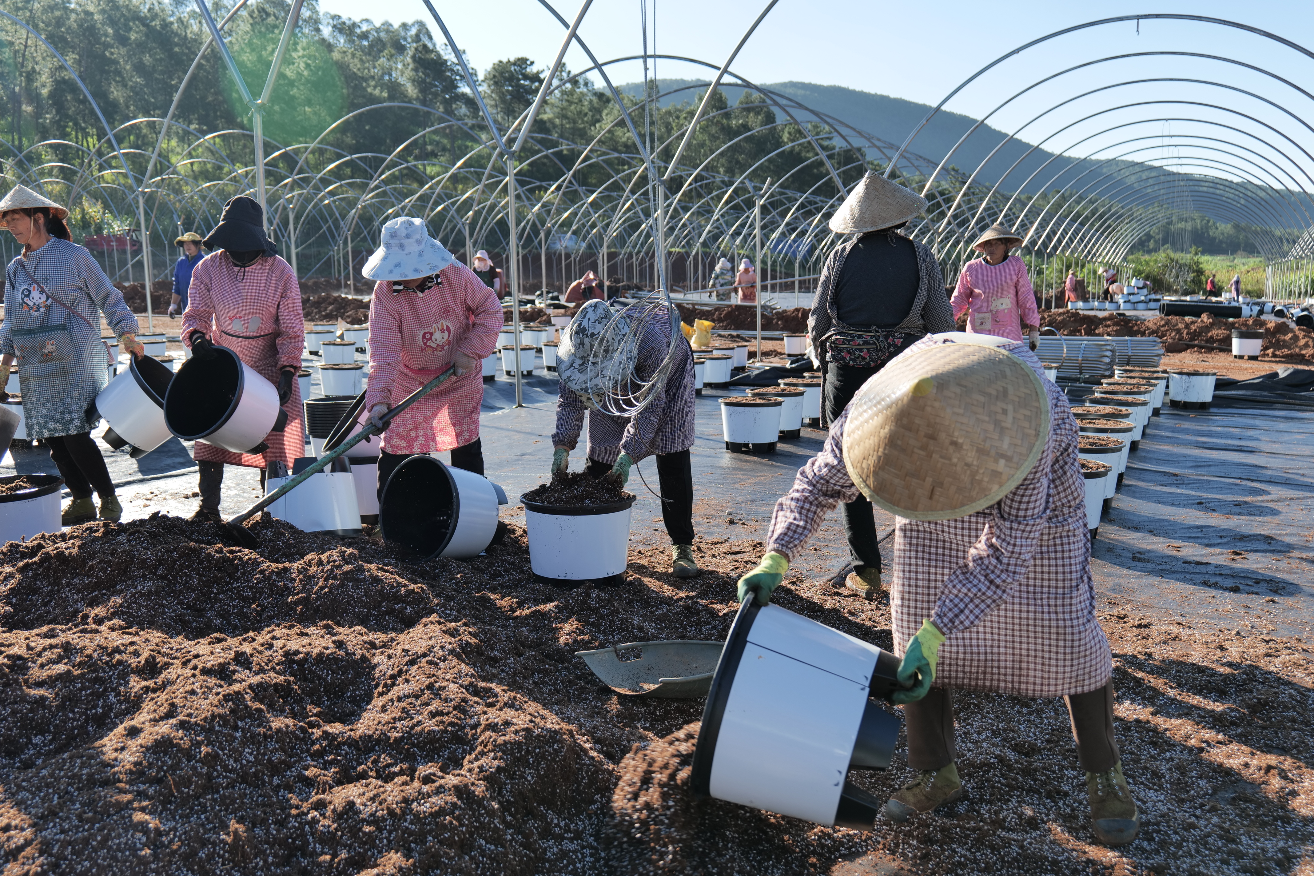 蓝莓基地务工.jpg