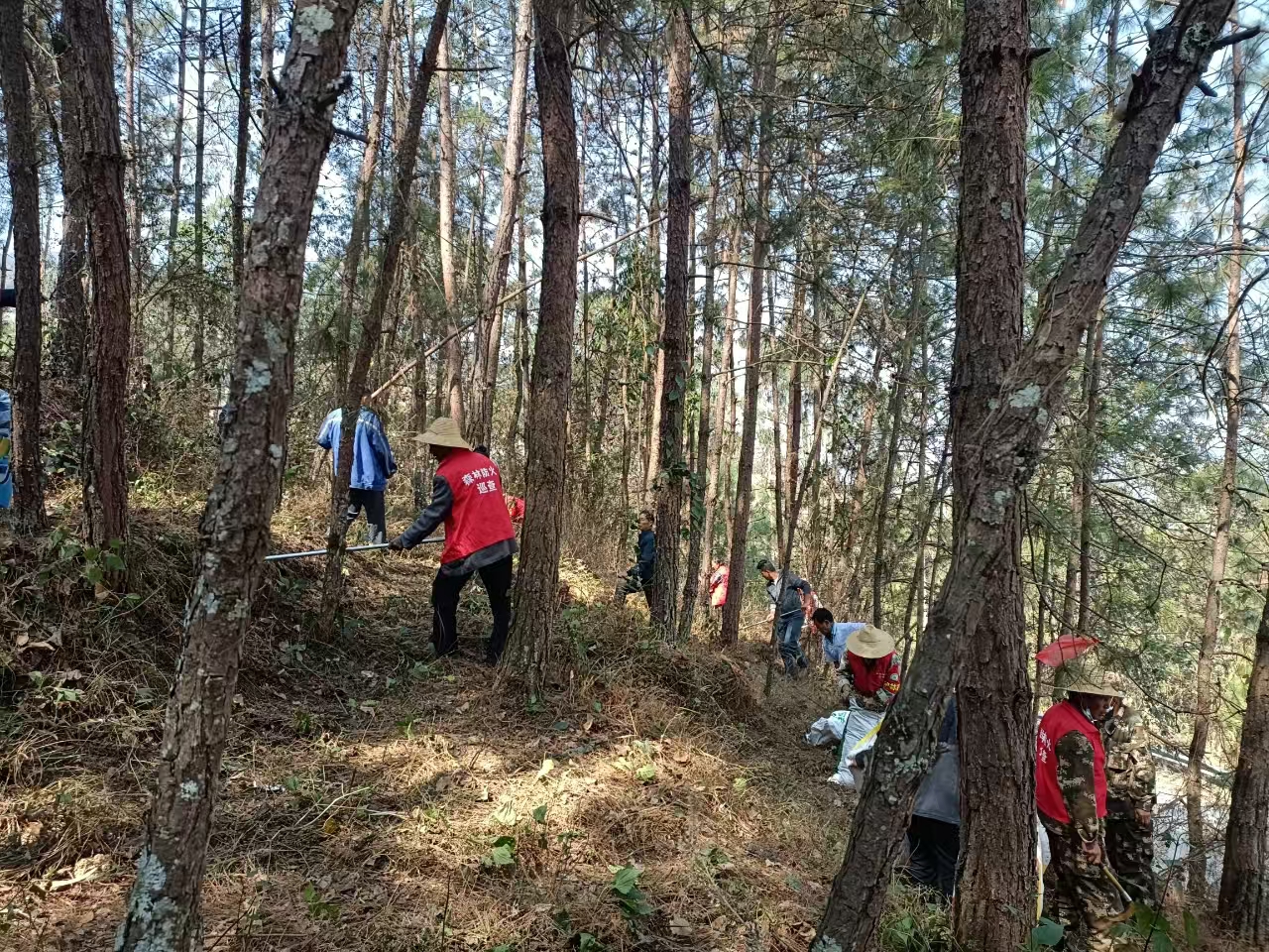 组织村民清理林下可燃物——拍摄者 张敏.jpg