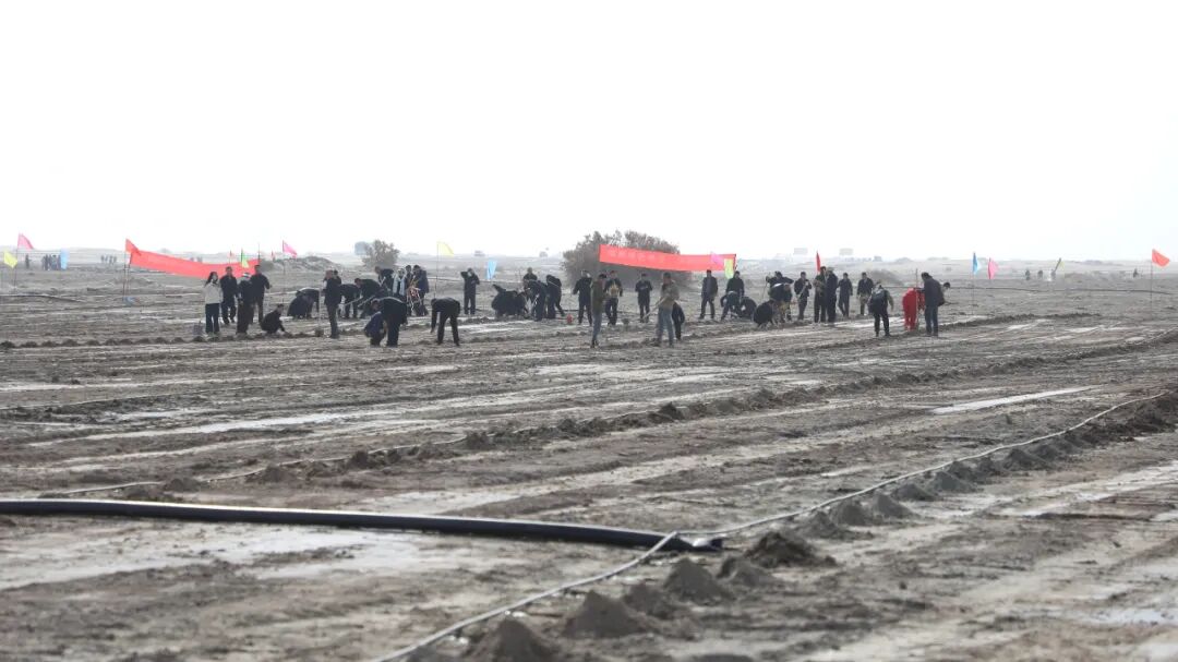 阿克苏地区、第一师阿拉尔市“三北”工程攻坚战暨塔克拉玛干沙漠边缘阻击战兵地联防联治推进会、2025年秋季义务植树造林动员大会召开