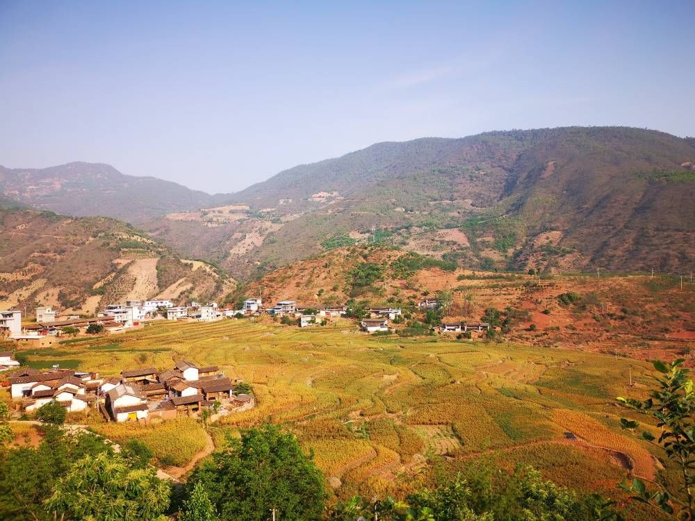 大姚三岔河镇领头羊带出新产业致富花收获好钱景