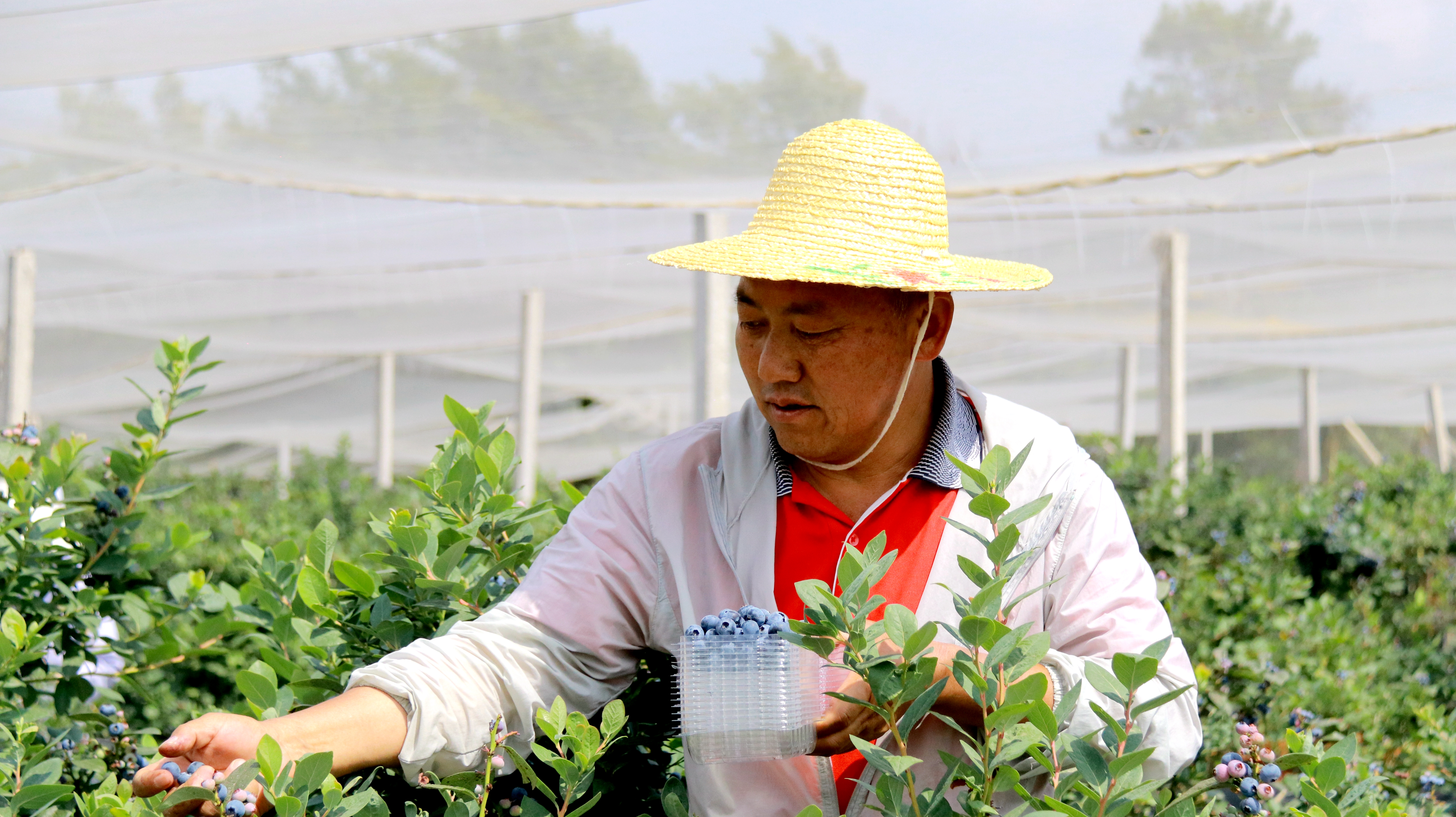 大庄乡：小蓝莓撑起村集体经济“钱袋子”