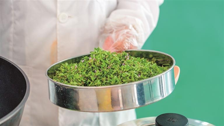 草木有情 茶香不散