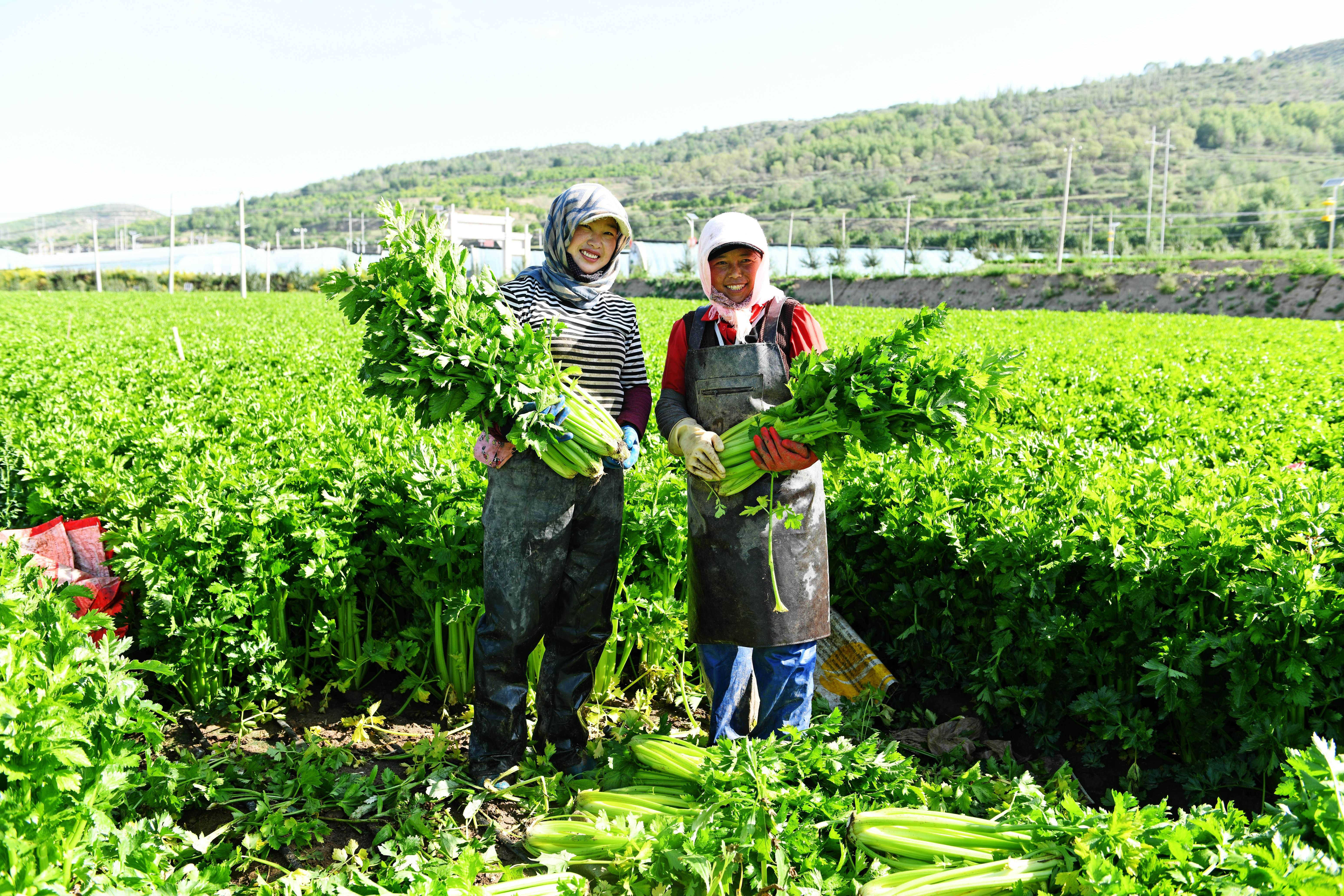完善“四项机制” 促进农民增收 | 西吉县：联农带农新路子走出致富路