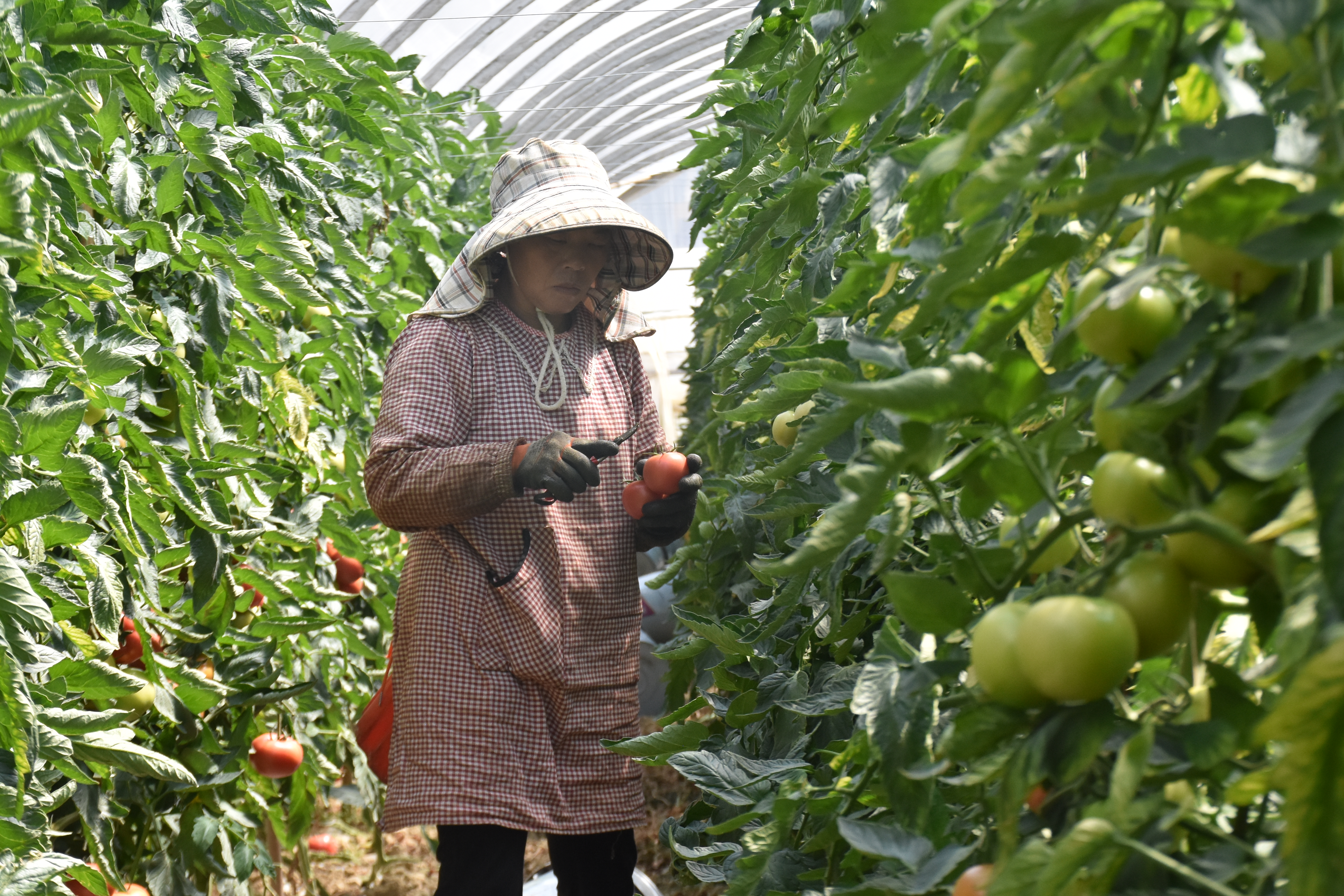 马过河镇：大棚结出“红金果” 番茄产业 ..