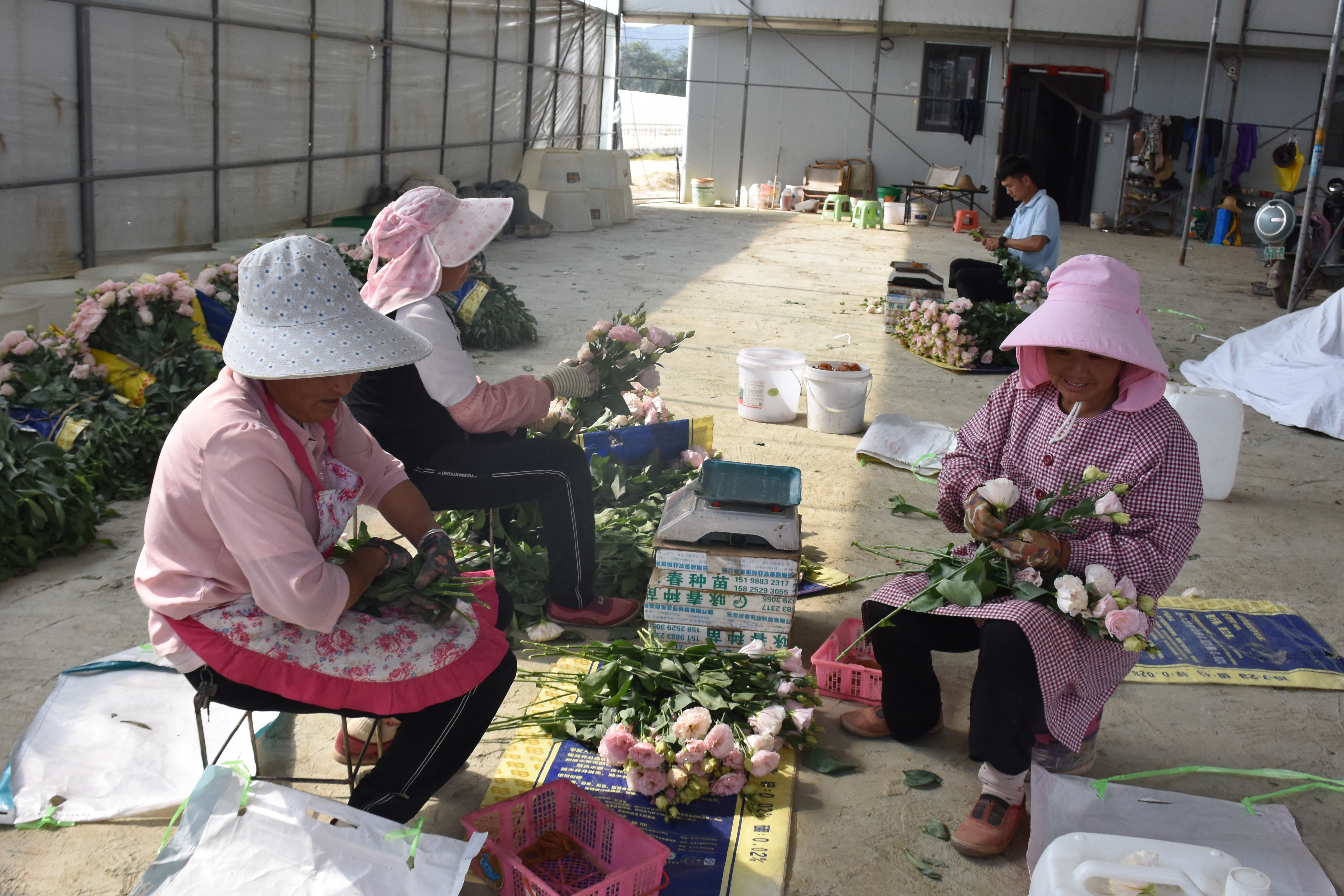 马过河镇：百亩鲜花铺就致富路