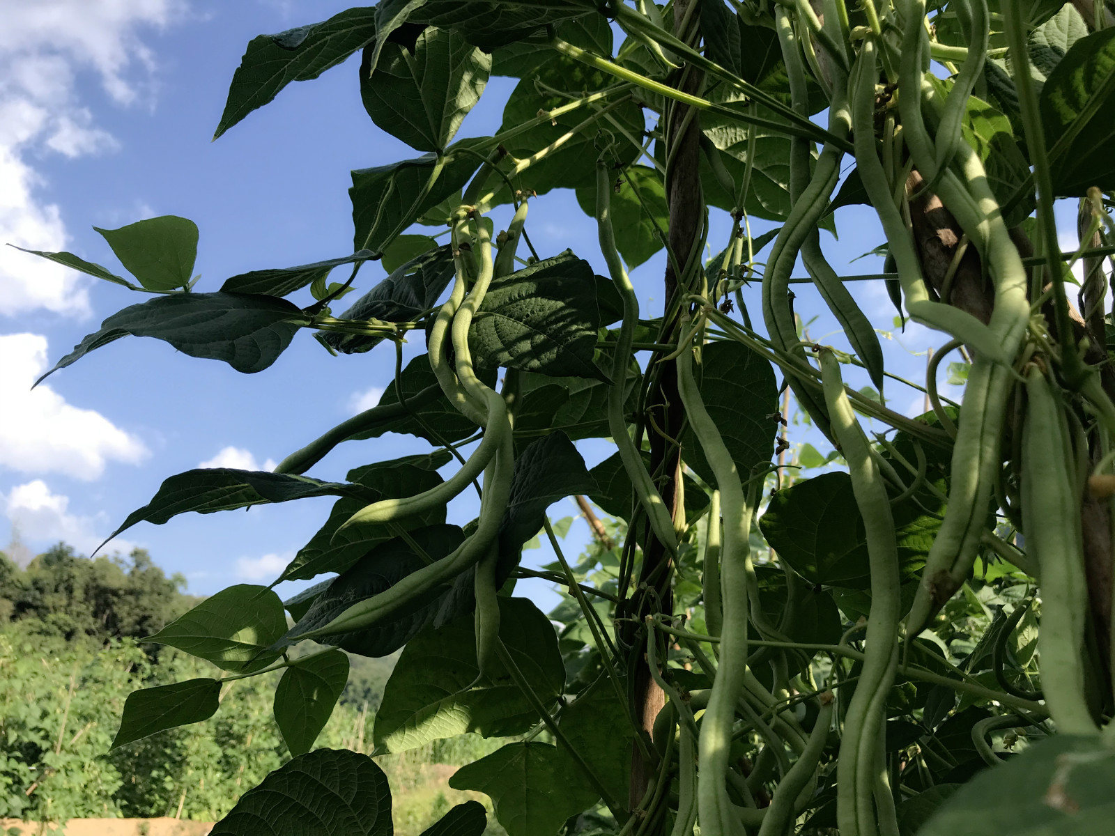 小豆豆铺出西盟群众增收奋豆新路