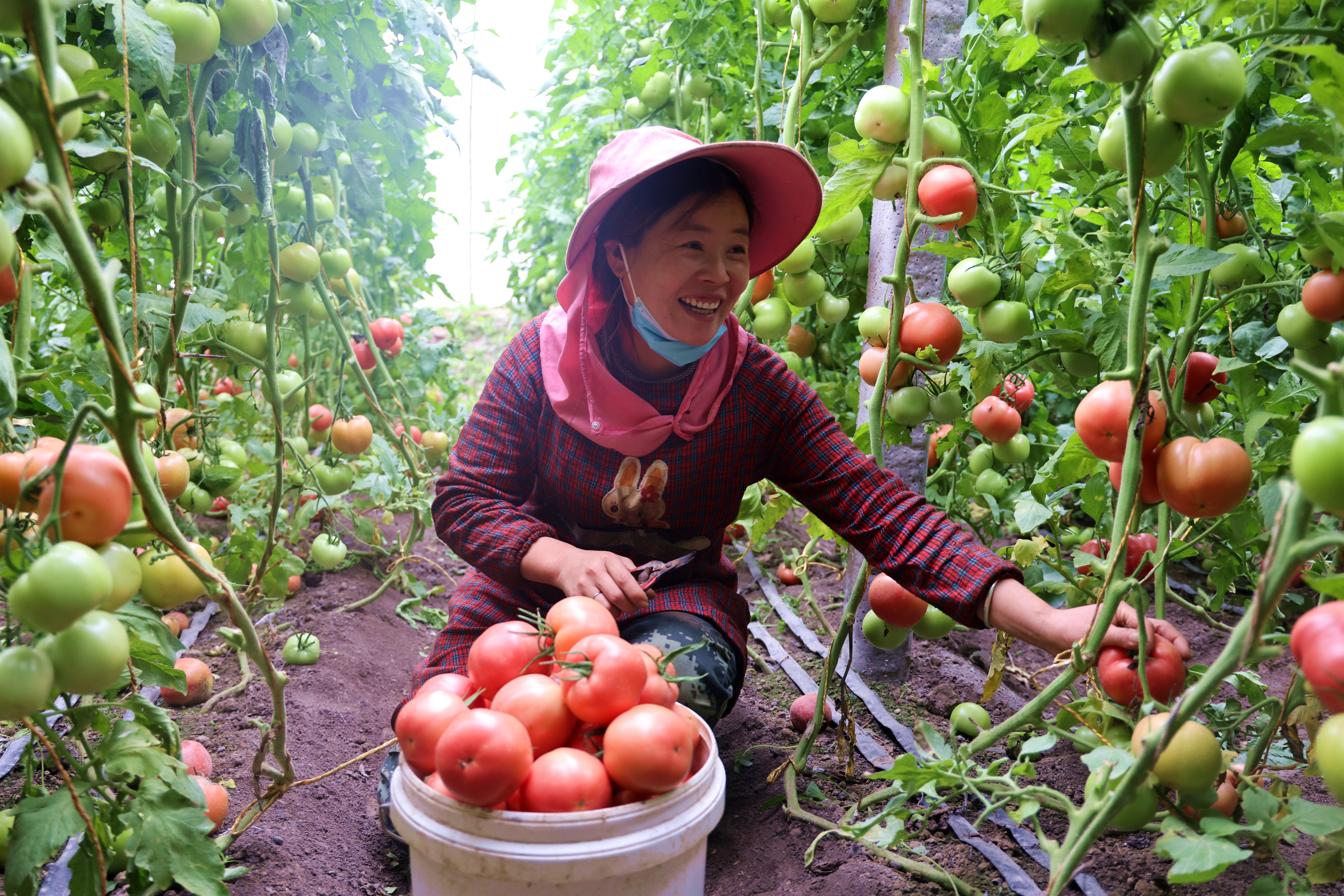 张水英大棚里找到致富经快了了