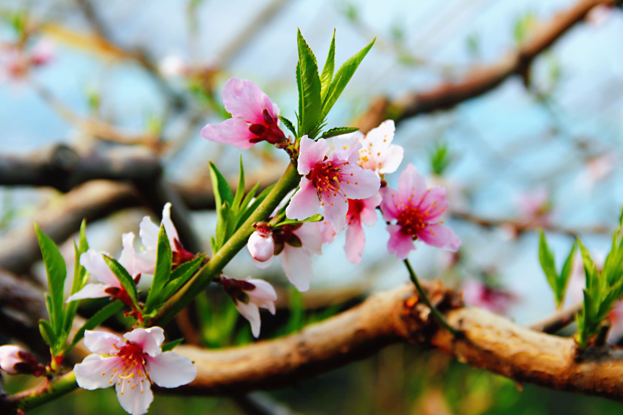 粉嘟嘟的桃花正立在枝头向人们展示它的风采,一阵春风,片片花瓣纷飞
