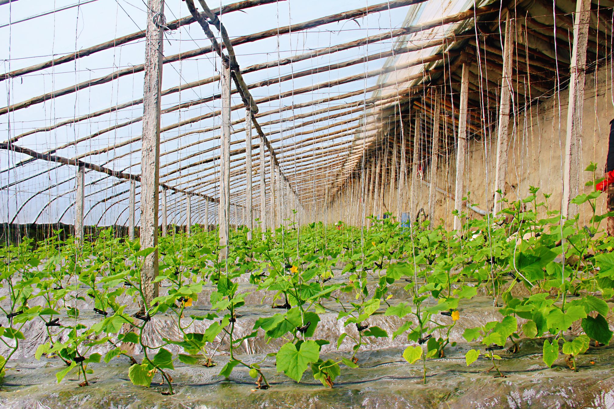 春回大地催农时蔬菜大棚吊秧忙