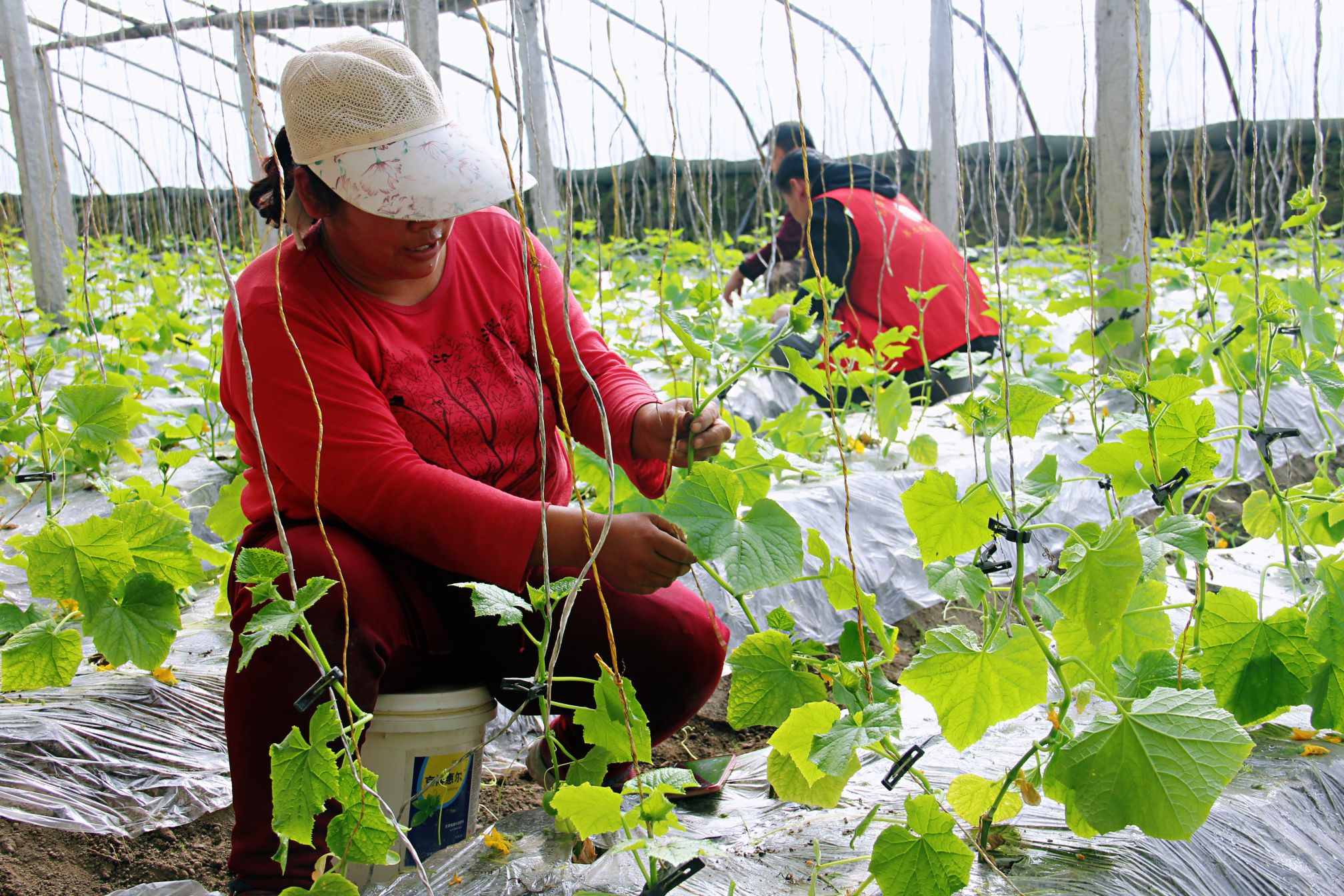 春回大地催农时蔬菜大棚吊秧忙