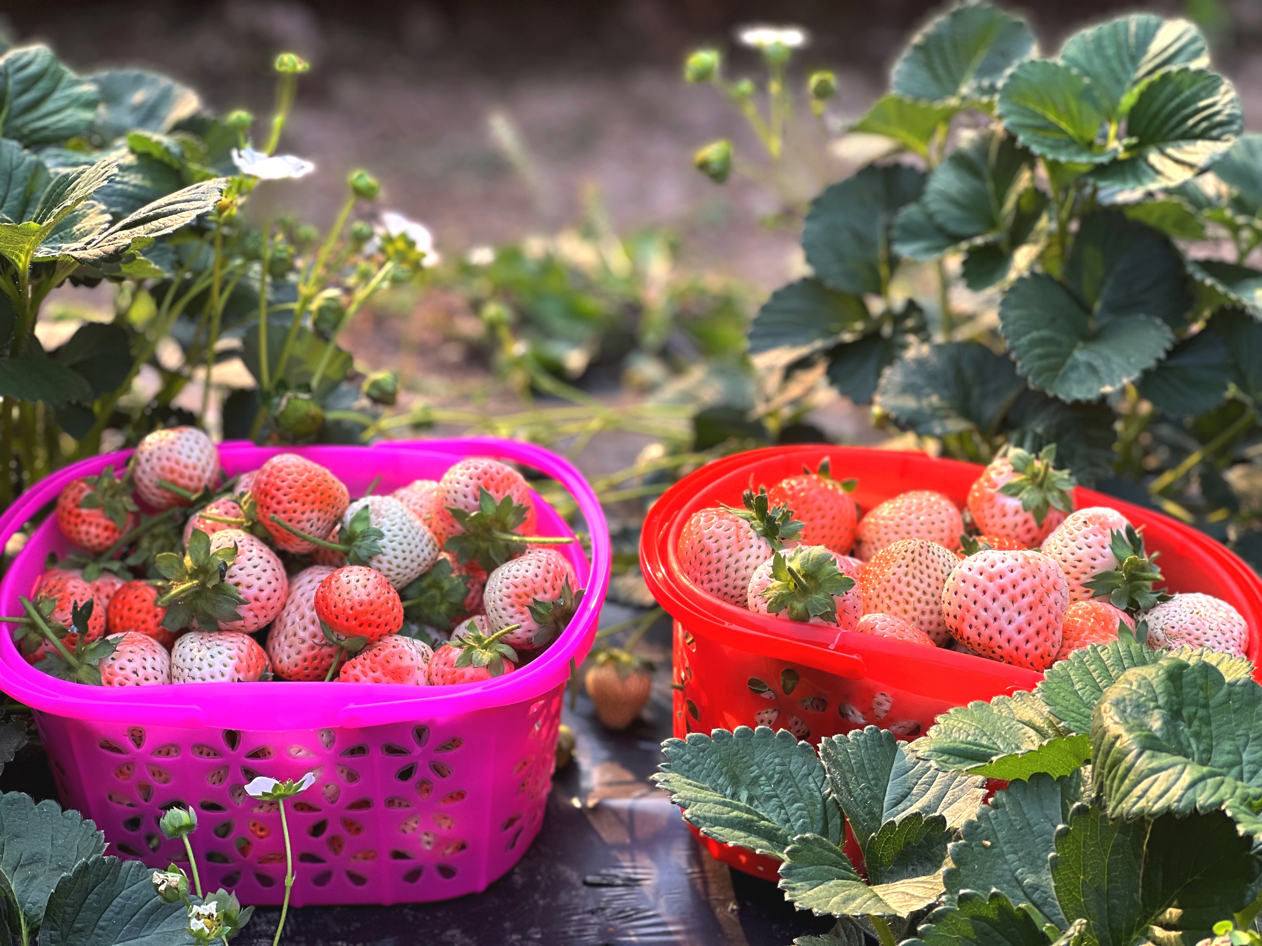 西盟县勐梭镇周末经济放异彩缤纷果园等你摘