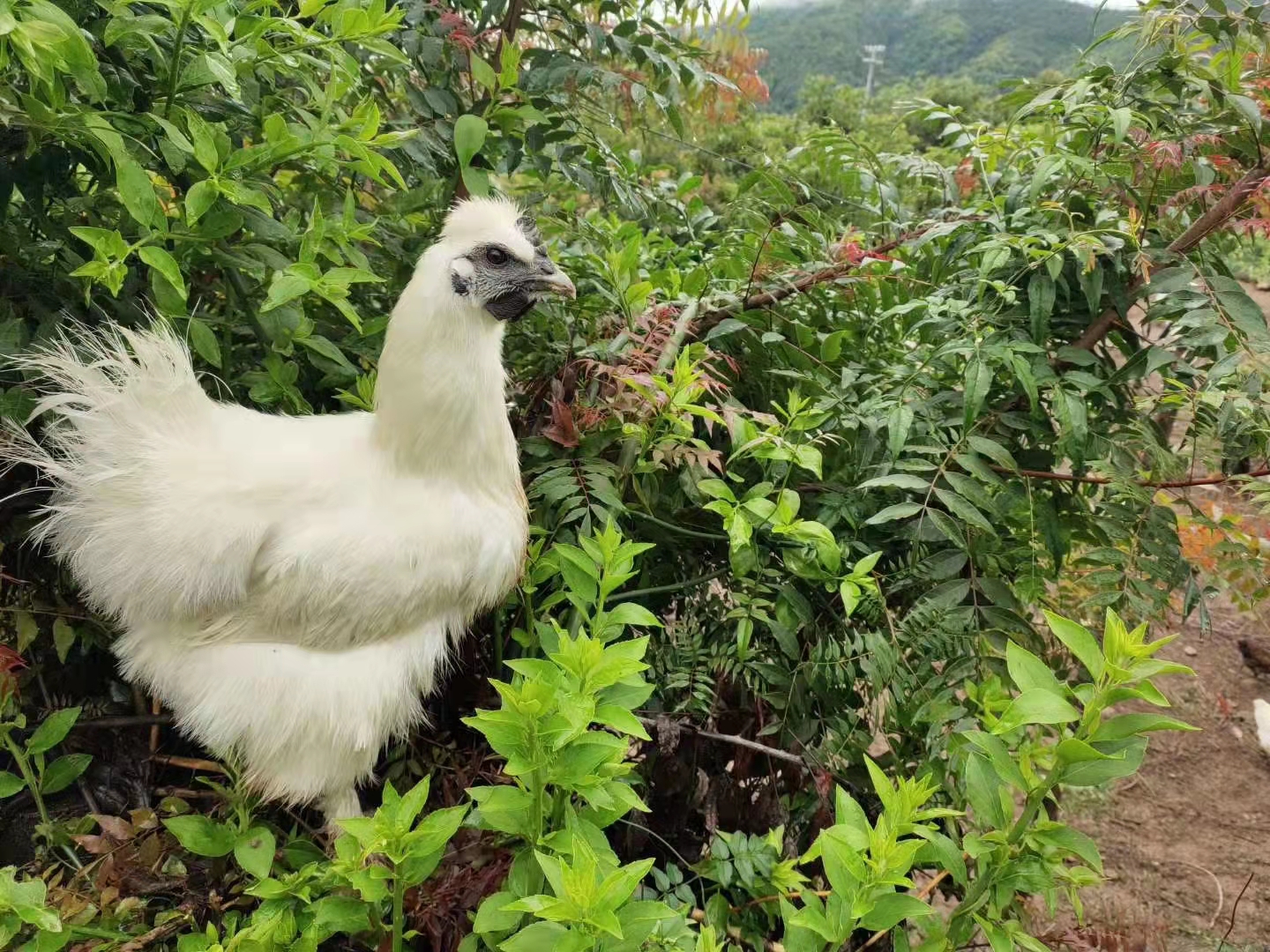 楚雄有好货丨桃花鸡啄出幸福生活