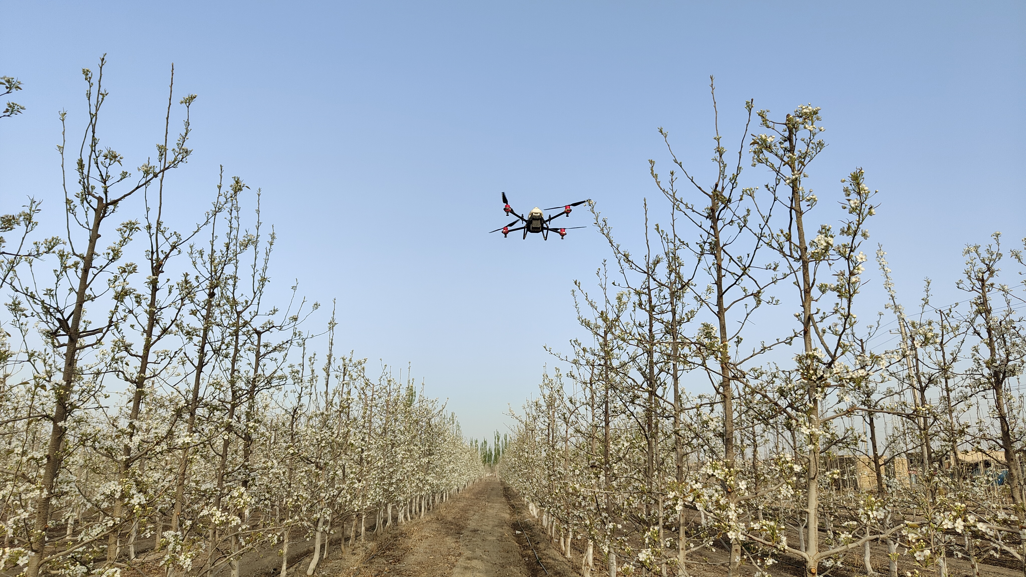 眼下,正是梨花授粉的关键时节.