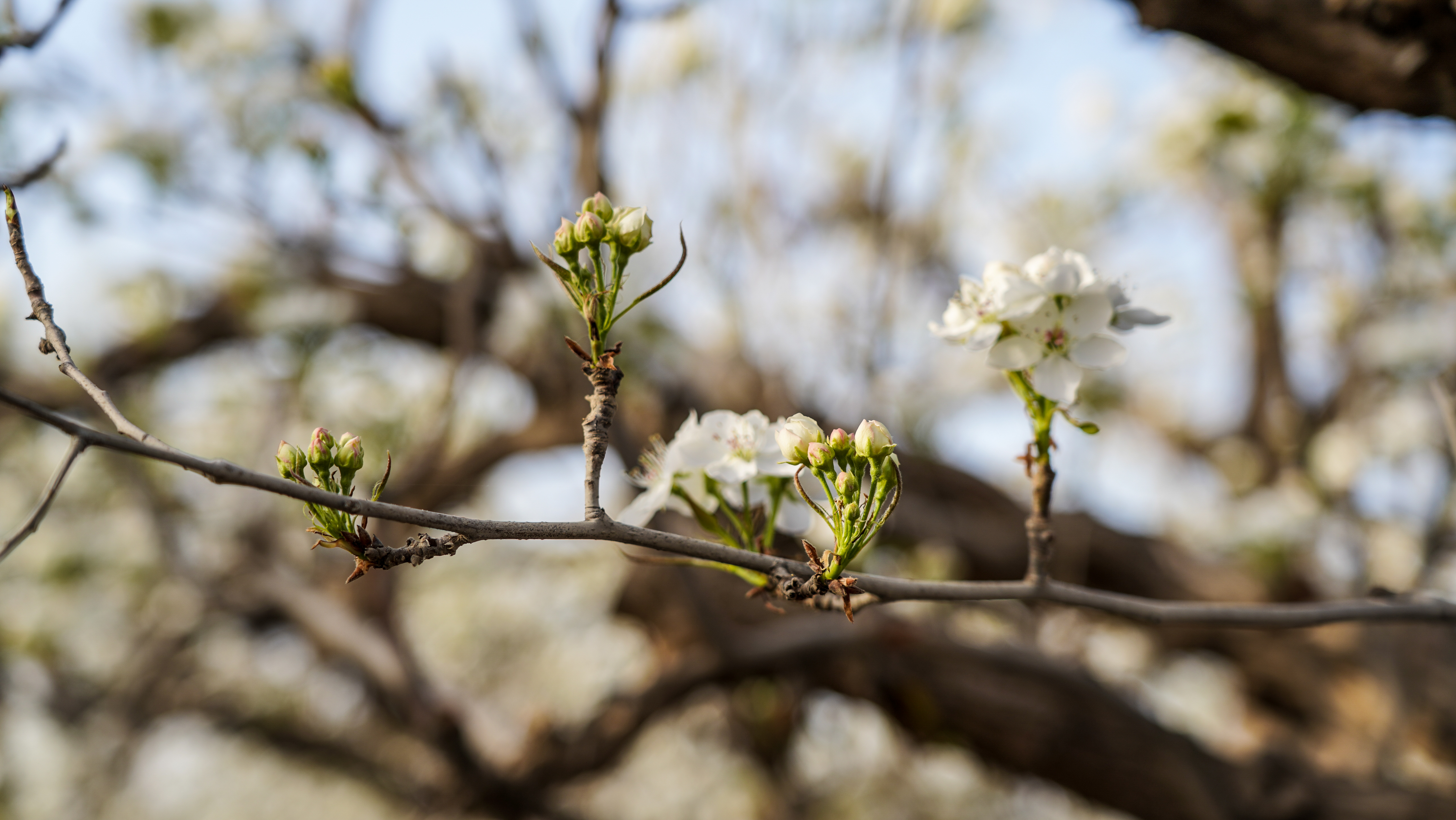 二师铁门关市13万亩梨花进入盛花期