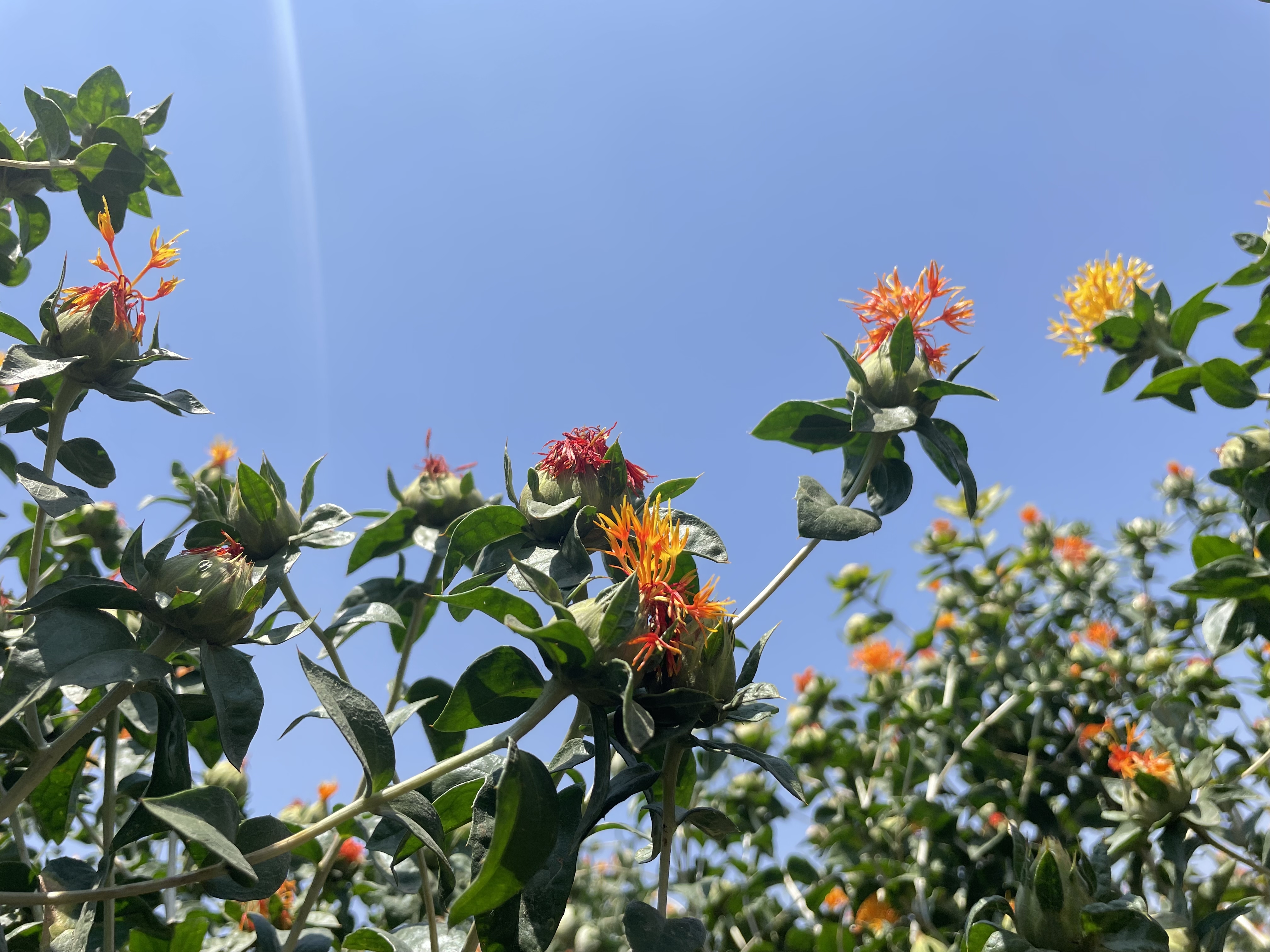 濮阳县渠村乡孟居村红花种植带来花样生活