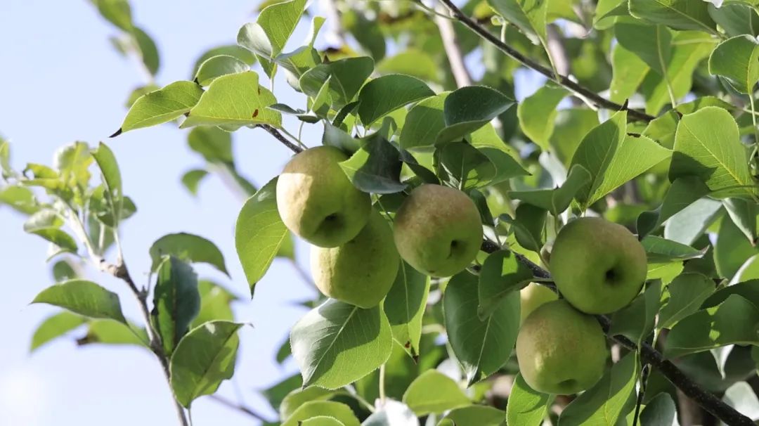 二师铁门关市13万亩香梨即将开始全面采摘