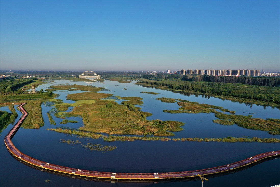 河南濮阳县湿地好生态引得百鸟来