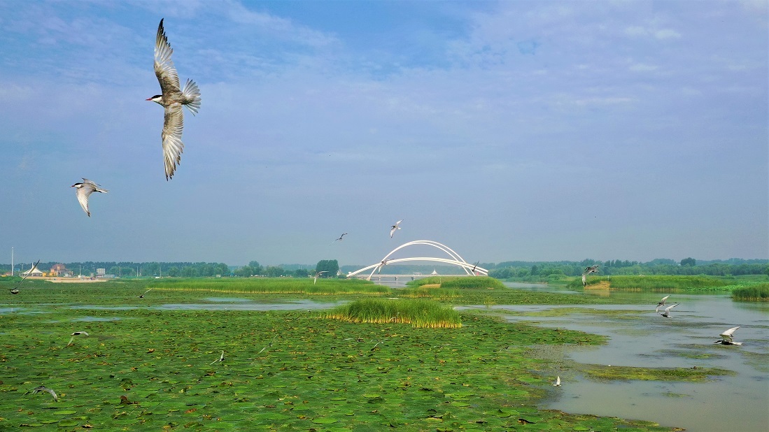 河南濮阳县湿地好生态引得百鸟来
