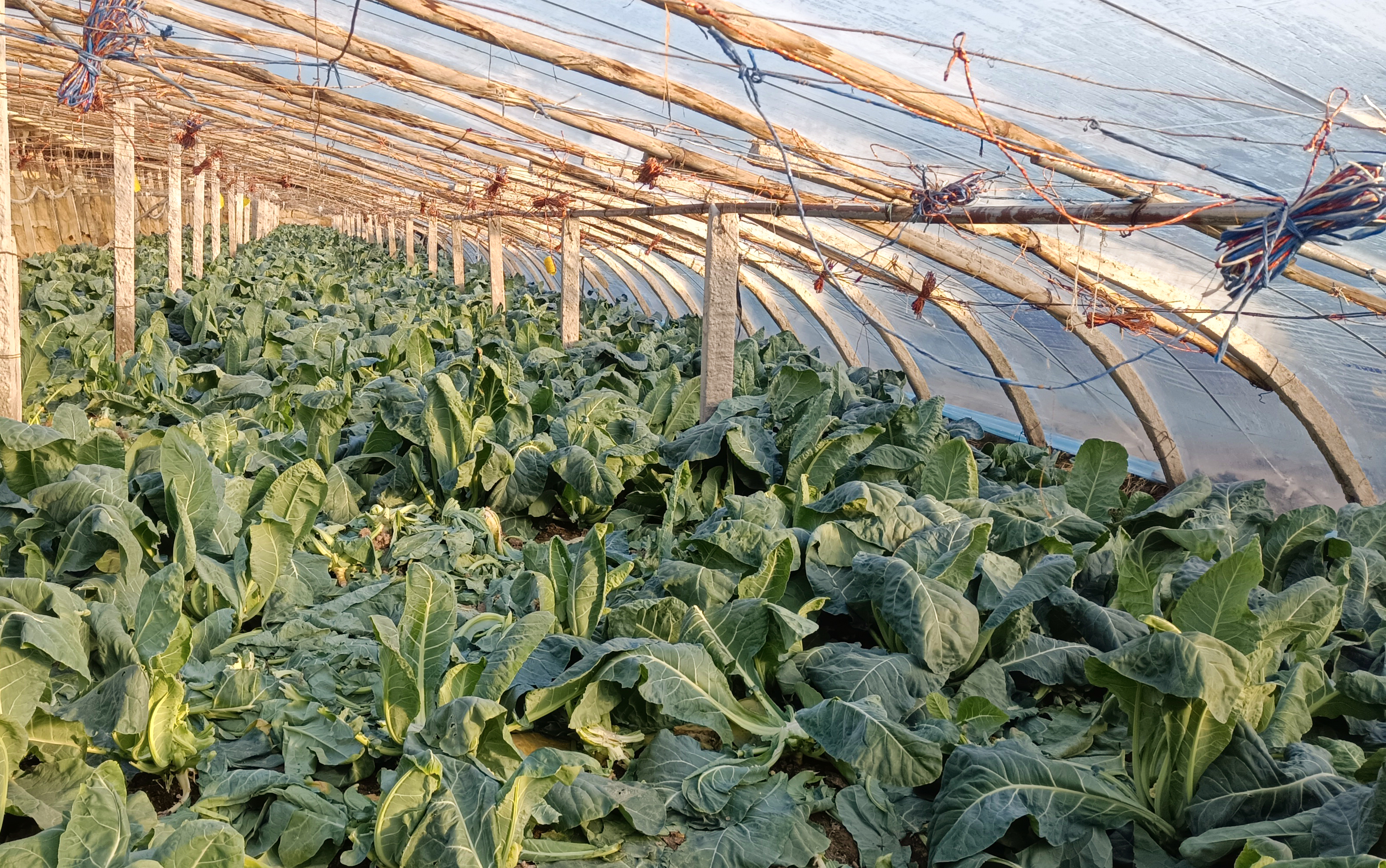 冬日大棚绿意浓蔬菜种植促增收