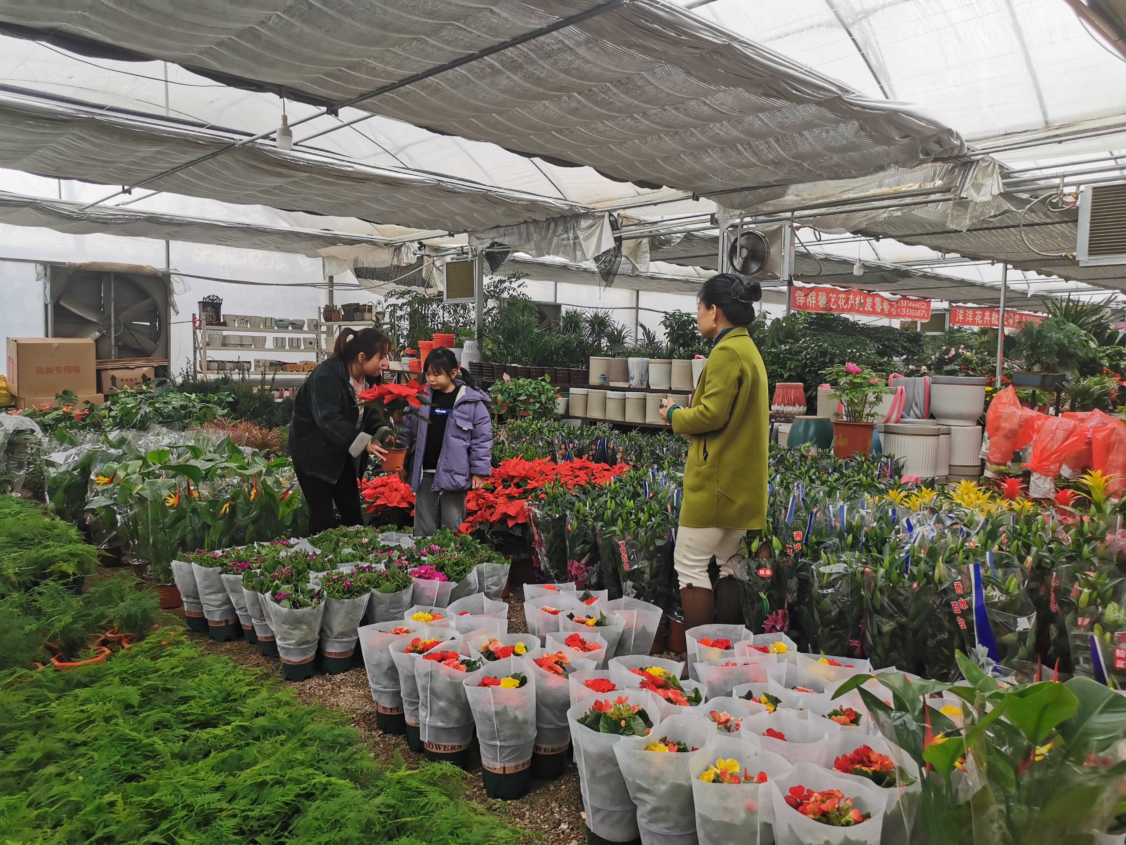 濮阳县花卉市场迎旺季新年货源很充足