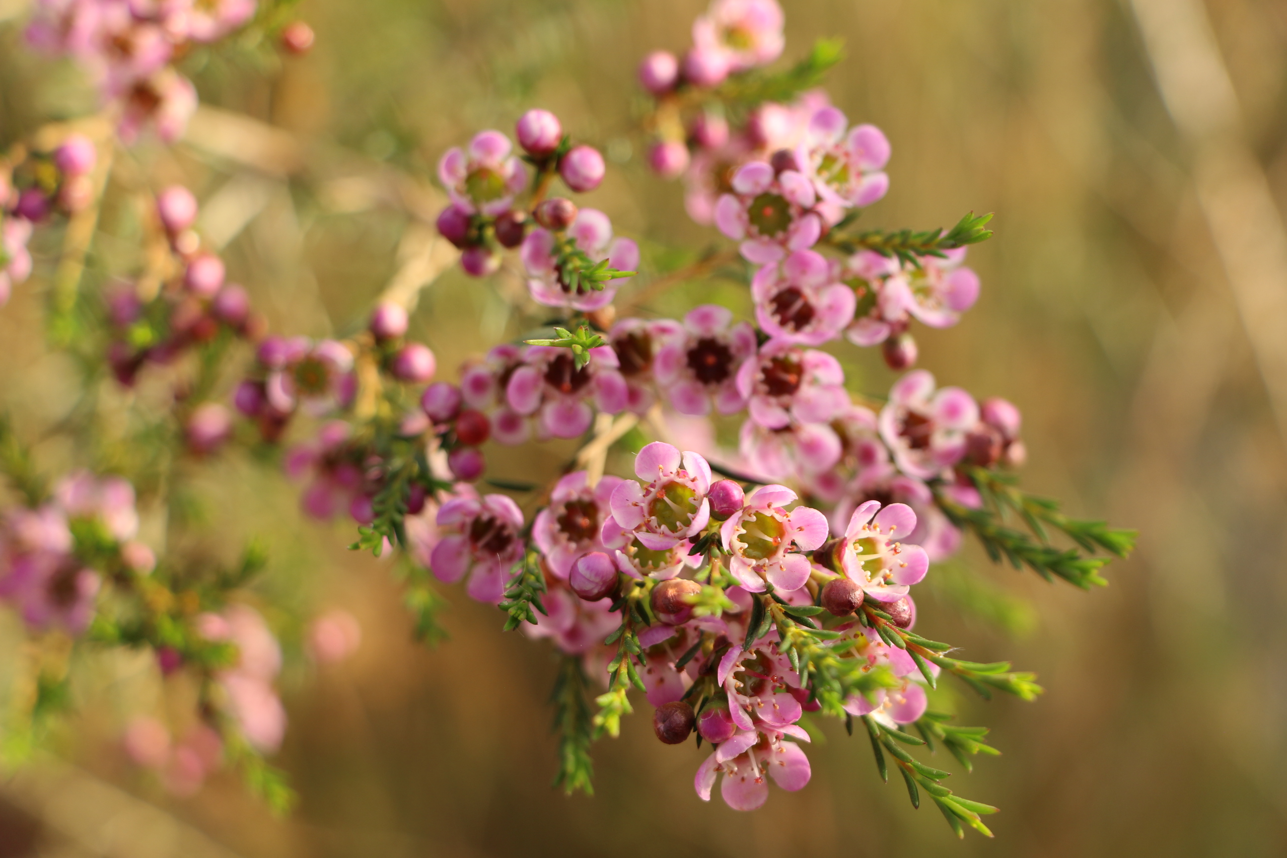 一朵朵澳洲腊梅正处于花期,在暖阳中呈现出多种姿态,或花影横斜,或