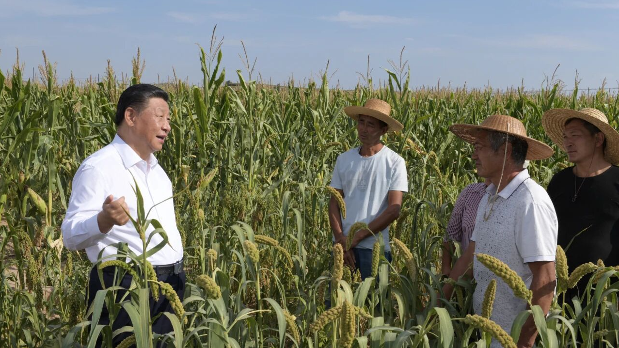 Xi Jinping checks the growth of grain crops and chats with local farmers in Mizhi County, northwest China's Shaanxi Province, September 13, 2021. /China Media Group