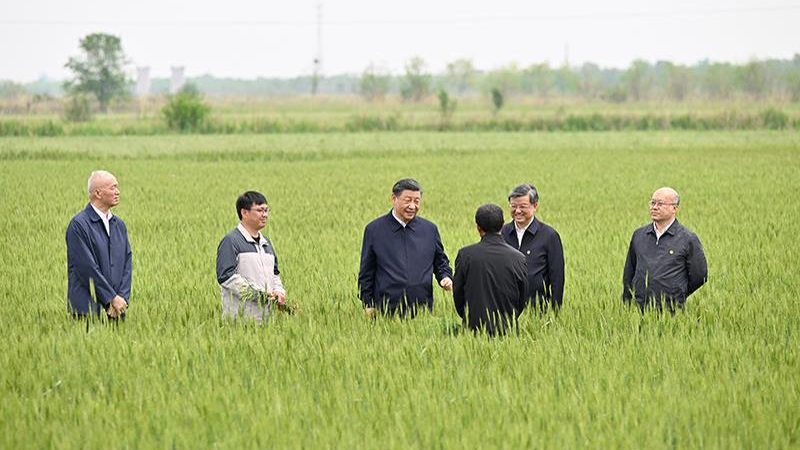 Xi Jinping learns about the cultivation of crops tolerant to drought and alkalinity in a wheat field in Cangzhou, north China's Hebei Province, May 11, 2023. /CMG